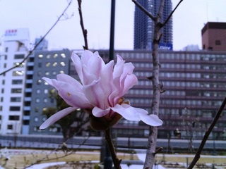 木蓮.jpg