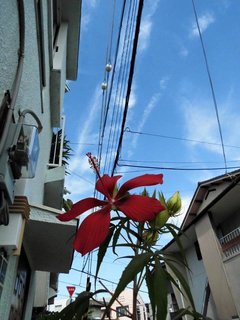 もみじあおい.jpg