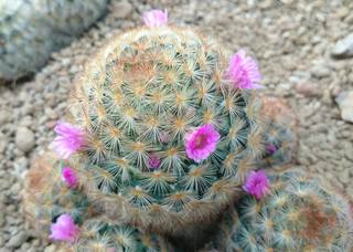 サボテンの花.jpg