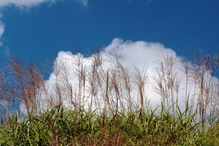 ススキと青空.jpg