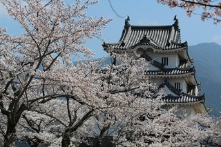 宇和島の桜.jpg