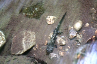 山椒魚.jpg