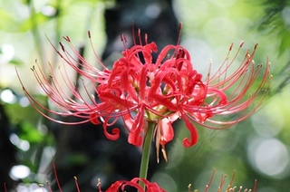 曼珠沙華.jpg