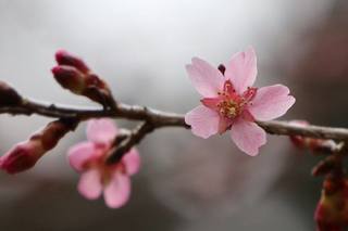 桜花.jpg