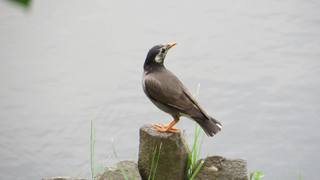 椋鳥.jpg