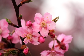河津桜.jpg