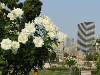 白薔薇.jpg