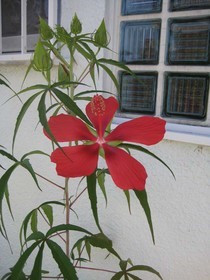 紅葉葵.jpg