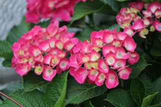 紫陽花.png