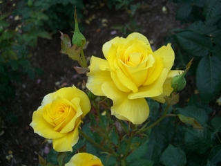 薔薇.jpg