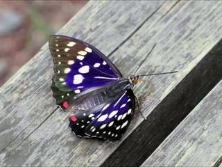 蝶の翅.jpg